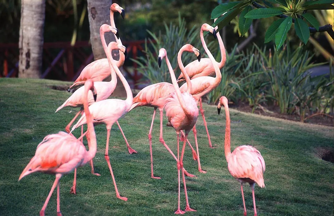 Natura Park Beach & Spa Eco Resort-1
